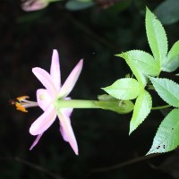 Passiflora mollissima (Kunth) L.H.Bailey